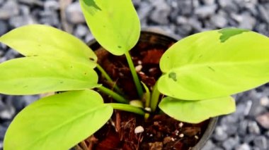 Philodendron Ruaysap Mermer Çeşitliliğine Yaklaş 