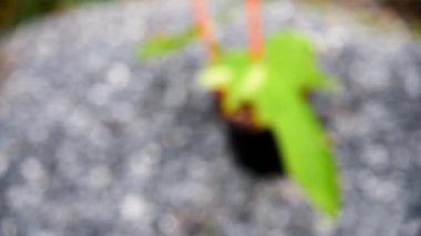 Philodendron 'a yakın altın ejderha çeşitlendi.   