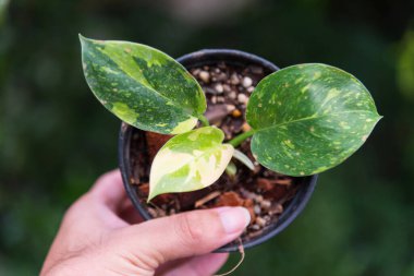 Philodendron Yeşil Kongo Melezi tencerede