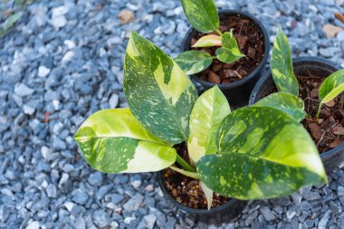 Philodendron Yeşil Kongo Melezi tencerede