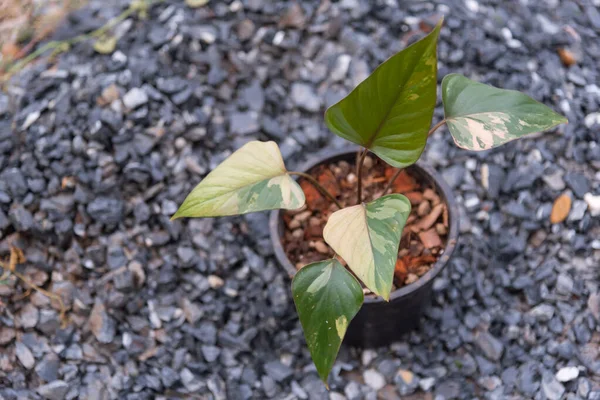 Homolomena Rubescens tencerede çeşitlendi.  