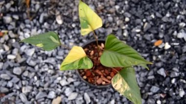 Homolomena Rubescens tencerede çeşitlendi.  