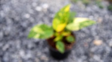 Philodendron Yeşil Kongo Melezi tencerede