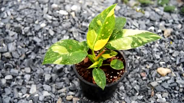 Philodendron Green Congo Hybrid Pot — Stok Video