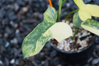 Güzel filodendron bipennifolium tencerede çeşitlenir. 