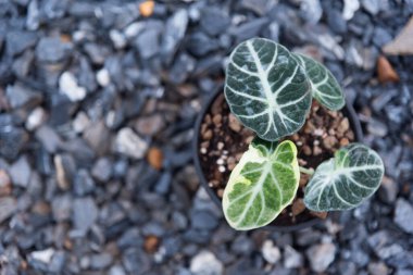 Alocasia Siyah kadife ninja tencerede çeşitlendi  