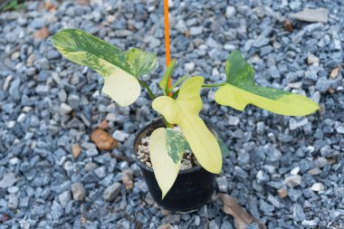 Güzel filodendron bipennifolium tencerede çeşitlenir. 