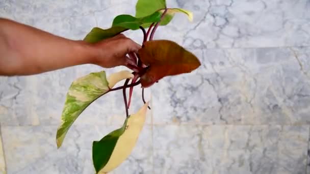Potong Puncak Philodrendon Red Emeral Variegated Untuk Tanaman Puncak Stawberry — Stok Video