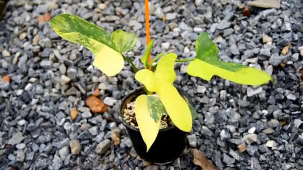 Κοντινό Πλάνο Στην Όμορφη Philodendron Bipennifolium Variegated Στην Κατσαρόλα — Αρχείο Βίντεο
