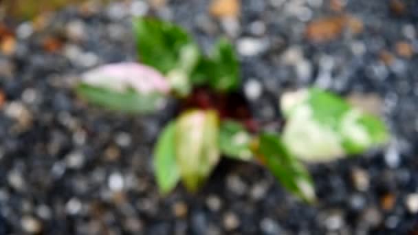Philodendrone Rózsaszín Hercegnő Márvány Király — Stock videók
