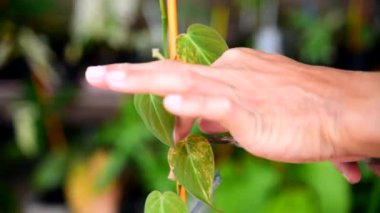 Bitki için çeşitlendirilmiş Philodendron Hederaceum 'u (Micans) kes