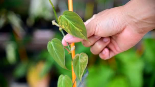 Cut Philodendron Hederaceum Micans Varigated Plant — Stock Video
