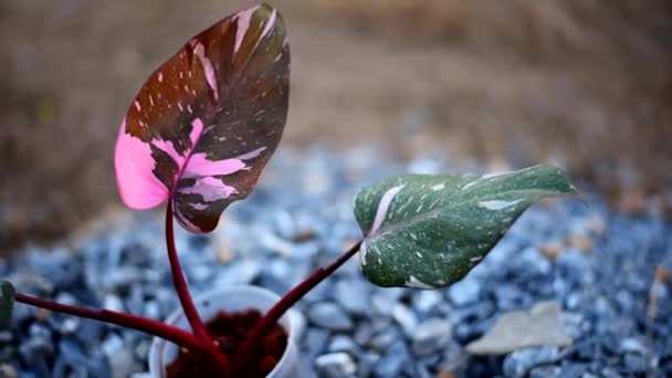 Fókuszban Pácban Friss Levél Philodendrone Rózsaszín Hercegnő Márvány Király — Stock videók