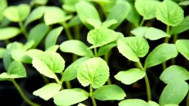 Bakım tepsisindeki kavun fidanı manzarası