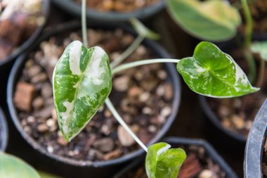 Closeup focus to alocasia frydek variegated in the pot 