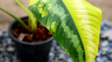 Schismatoglottis Wallichii saksıda çeşitlendi       