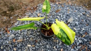 Schismatoglottis Wallichii saksıda çeşitlendi       