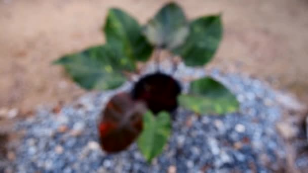 Közelkép Nagy Méretű Philodendron Narancssárga Hercegnő Pot — Stock videók