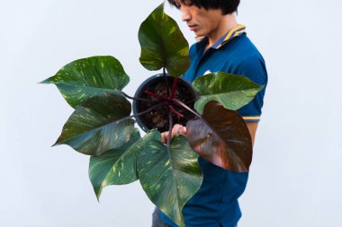 Büyük filodendron boyutuna yakın. Tencerede turuncu prenses.  