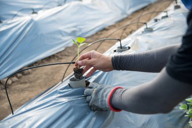 Toprağa kavun fidanı ekin.  