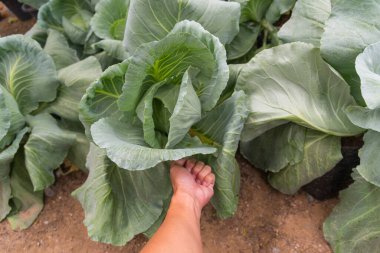 Bitki için büyük boy bir lahana.  