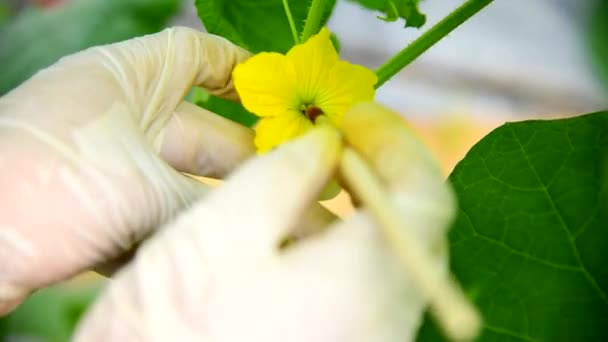 Використовуйте Пензлики Запилення Квітки Мелон Зеленому Будинку — стокове відео