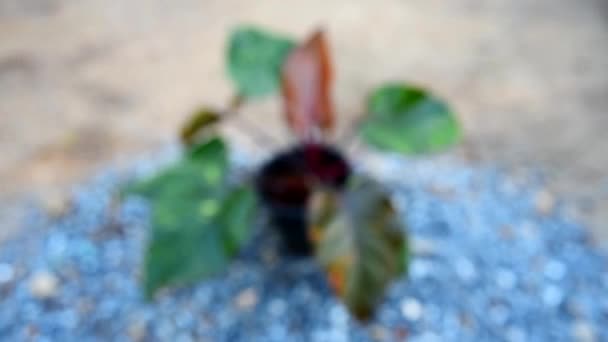 Closeup Big Size Philodendron Orange Princess Pot — Stock Video