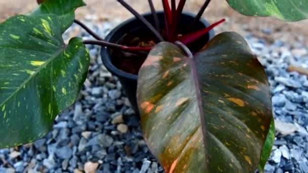 Gros Plan Sur Grande Taille Philodendron Princesse Orange Dans Pot — Video