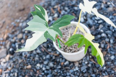 Philodendron altın ejderhası, tencerede, tahta tabakta.