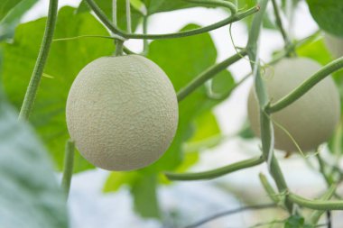 Serada taze yeşil kavun