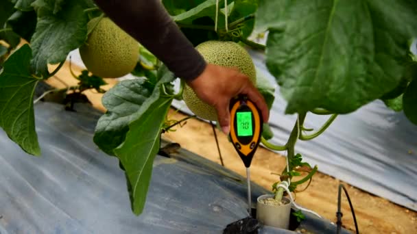 Gebruik Bodem Meter Voor Het Controleren Van Waarde Meloen Boerderij — Stockvideo
