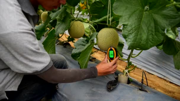 Verwenden Sie Boden Meter Zur Überprüfung Des Wertes Melonenfarm — Stockvideo