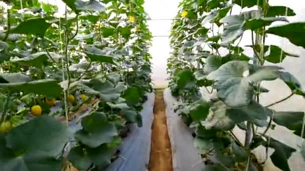 温室里一排排新鲜甜瓜树的移动视图 — 图库视频影像