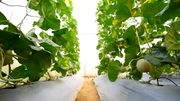 温室里一排排新鲜甜瓜树的移动视图 — 图库视频影像