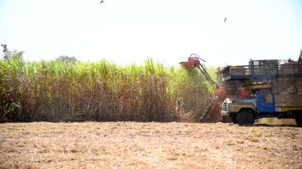 Zuckerrohrerntemaschine Und Zehnrädriger Traktor Stockvideo