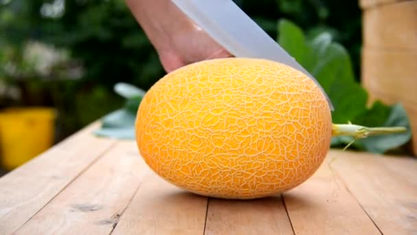 Ten Człowiek Użył Noża Podzielił Pomarańczowy Melon Drewniane Talerze — Wideo stockowe