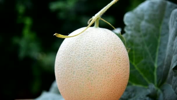 Zbliżenie Świeżego Melona Talerzu — Wideo stockowe