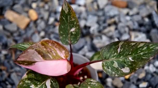Szoros Fókusz Philodendron Rózsaszín Hercegnő Rózsaszín Galaxis Pot — Stock videók