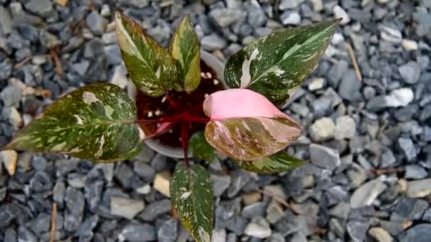 Foco Close Para Philodendron Rosa Princesa Galáxia Rosa Pote Vídeos De Bancos De Imagens Sem Royalties