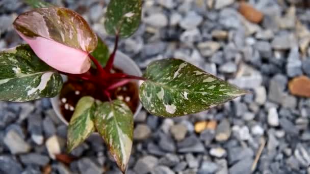 Κλείσιμο Εστίαση Στο Philodendron Ροζ Πριγκίπισσα Ροζ Γαλαξία Στην Κατσαρόλα — Αρχείο Βίντεο
