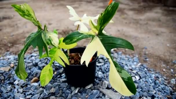 Nahaufnahme Von Philodendron Florida Beauty Topf lizenzfreies Stockvideo
