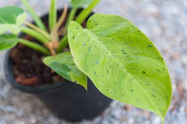 Philodendron Ruaysap Mermer Çeşitliliğine Yaklaş 