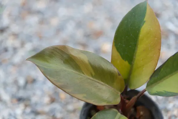 Stock image Closeup to Philodendron black cardinal number 2 