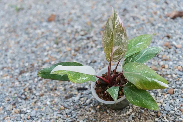 stock image philodendron pink princess pink galaxy in the pot   