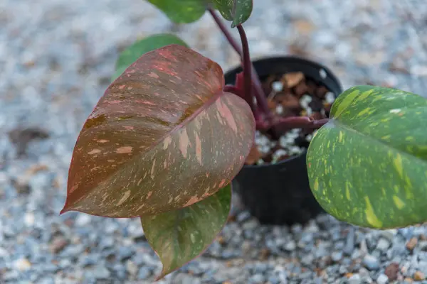 stock image Closeup to big size of philodendron Orange princess in the pot