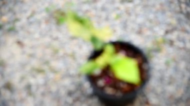 Philodendron Florida güzellik x mayoi 'nin taze yaprağına yakın.  