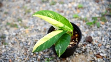 Rhaphidophora lobisinin taze yaprağına yakın.  