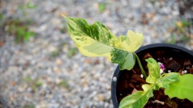 Philodendron Florida güzellik x mayoi 'nin taze yaprağına yakın.  