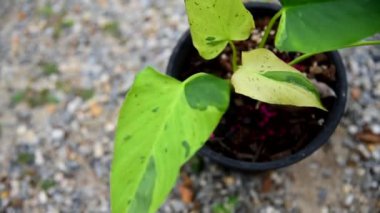 Homolomena SP mermerinin taze yaprağına yakın çeşitlilik  