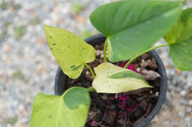 Homolomena SP mermerinin taze yaprağına yakın çeşitlilik   
